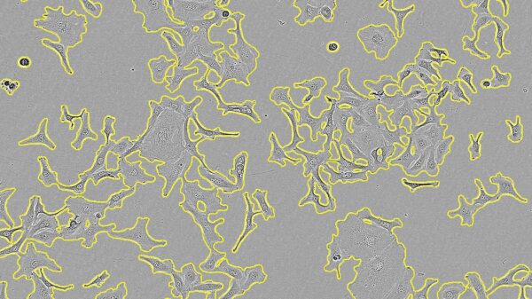 Incucyte® Base basic software module for cell analysis
