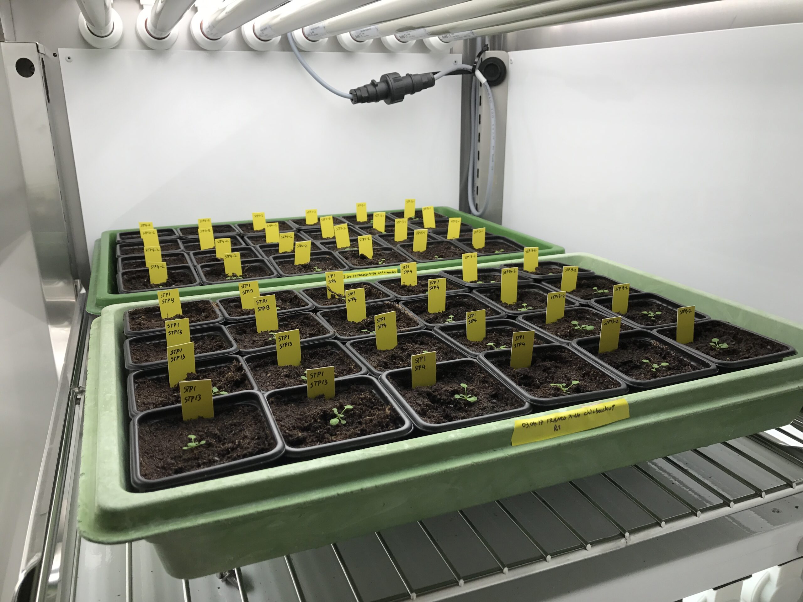 Aralab-Arabidopsis-FitoClima-1200-growth-chamber-scaled-1