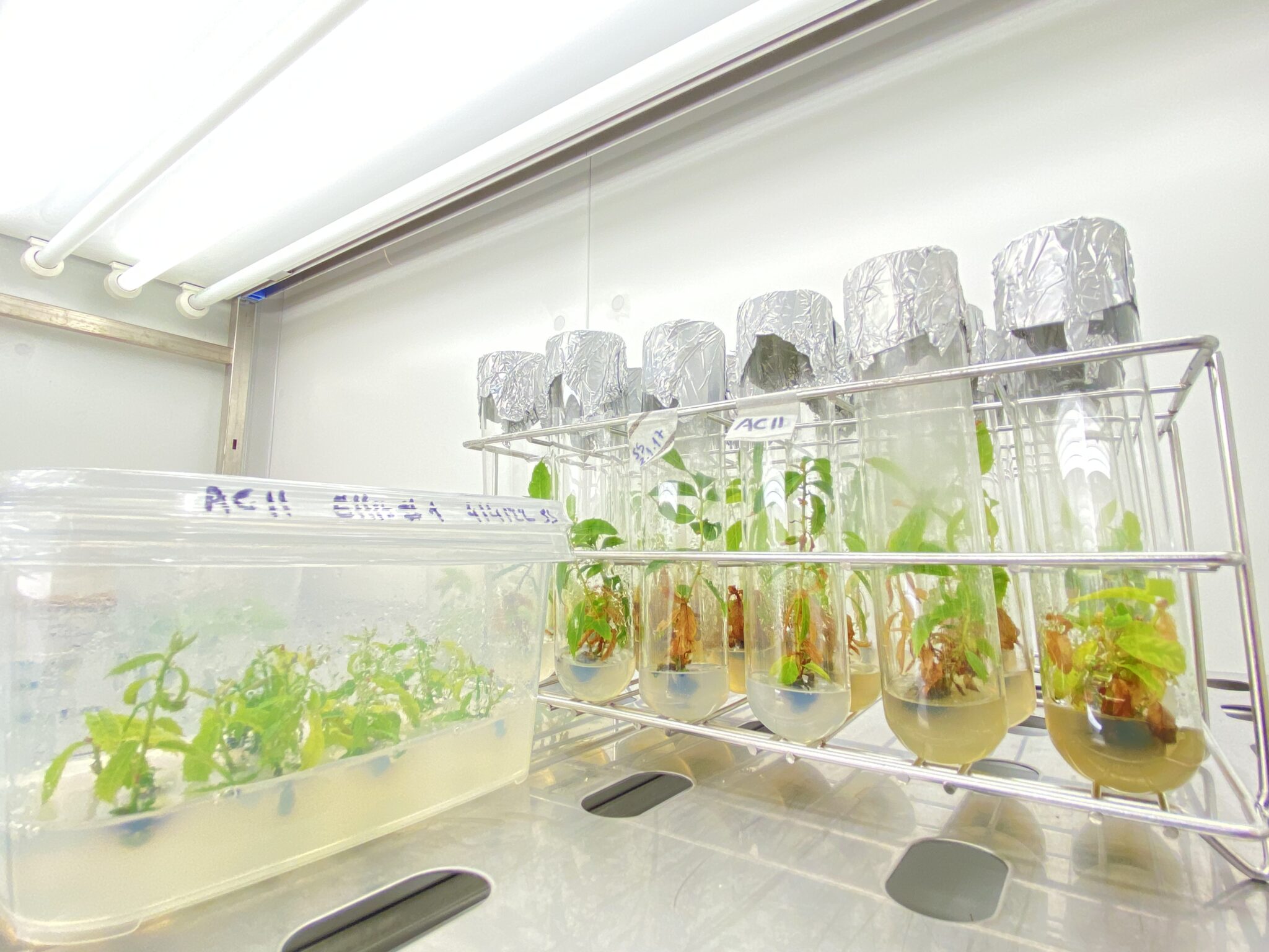 2-tissue-culture-fcul-aralab-1-2048x1536-1