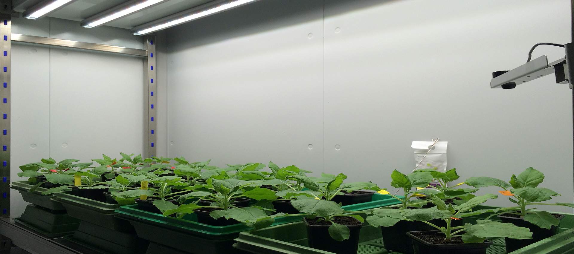 FITOCLIMA-PLH-‘WALK-IN-PLANTS-01