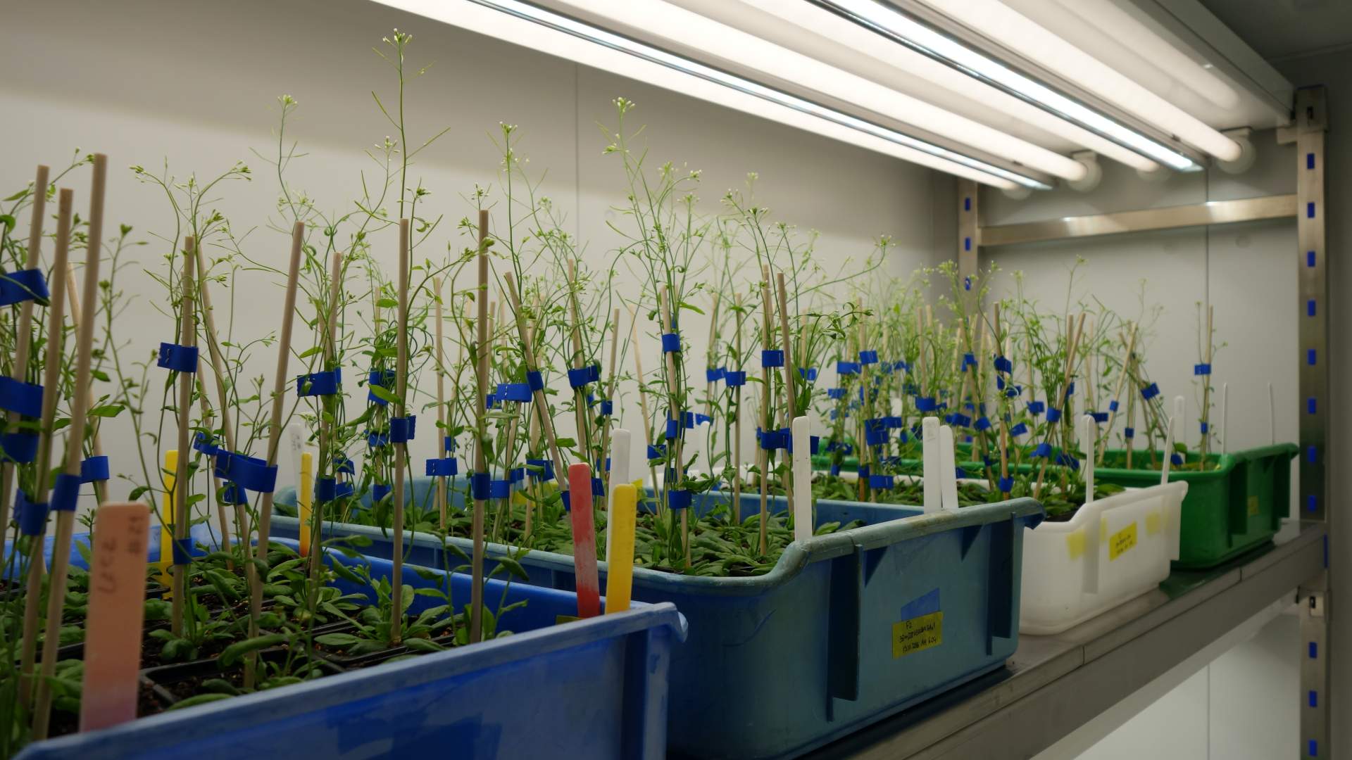 FITOCLIMA-PLH-‘WALK-IN-PLANTS-02