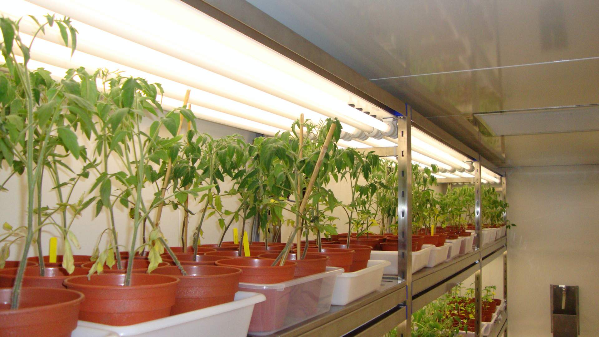 FITOCLIMA-PLH-‘WALK-IN-PLANTS-03