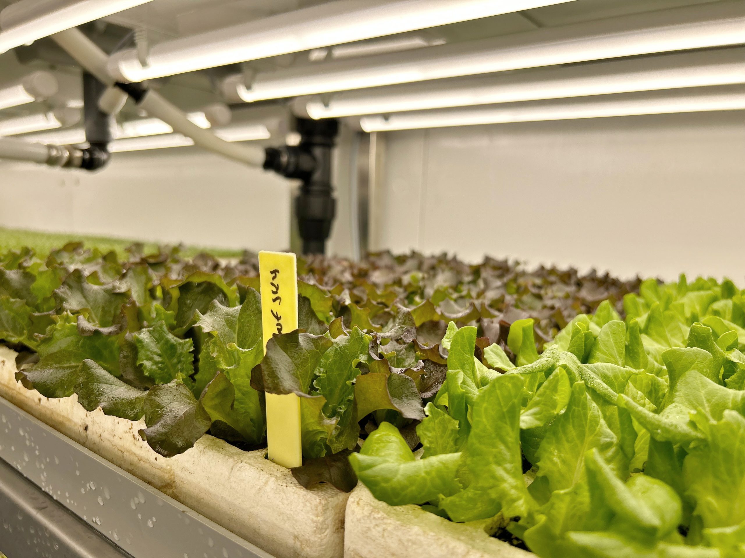 FitoClima-PR-Production-Rooms-05-scaled