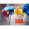 Kugelmeiers 3D Cell Culture Plates - Sphericalplate 5D (SP5D) - 6-Well Plate